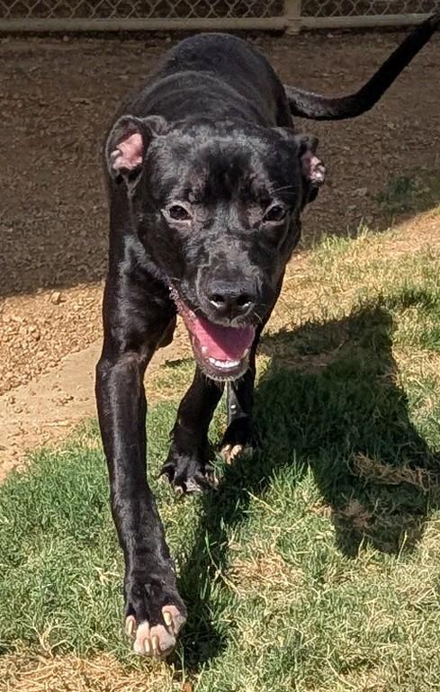 Enlarge Ducky A219206 VIP, a Adoptable mixed breed in Plano, TX image 3/6