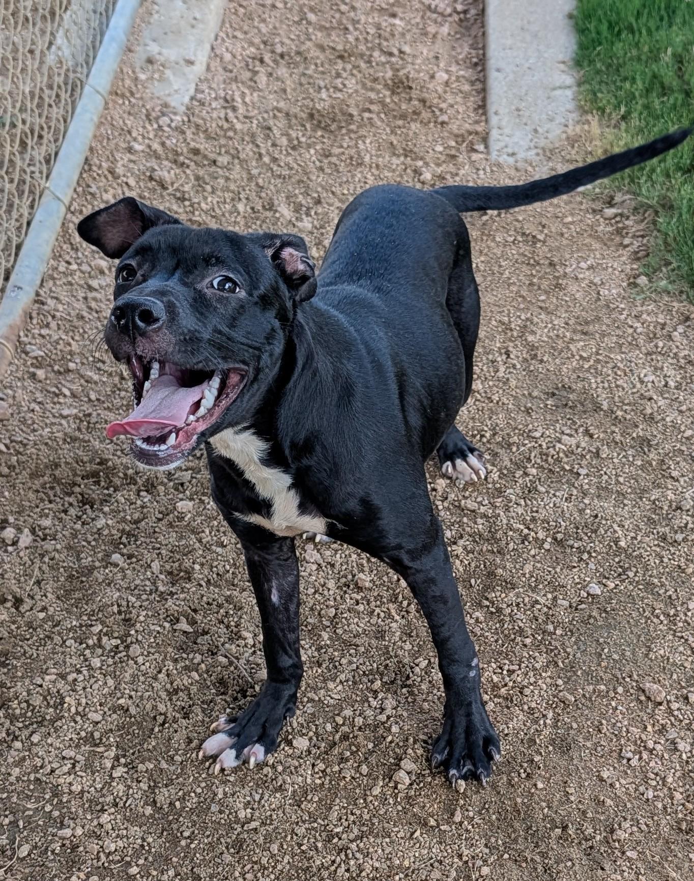 Enlarge Ducky A219206 VIP, a Adoptable mixed breed in Plano, TX image 5/6