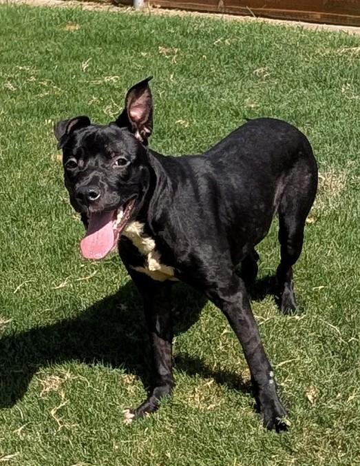 Enlarge Ducky A219206 VIP, a Adoptable mixed breed in Plano, TX image 2/6