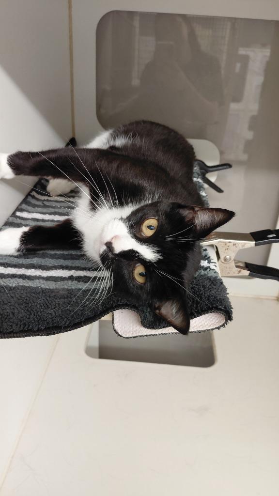 Rylah, Adoptable, Adult Female Domestic Short Hair.