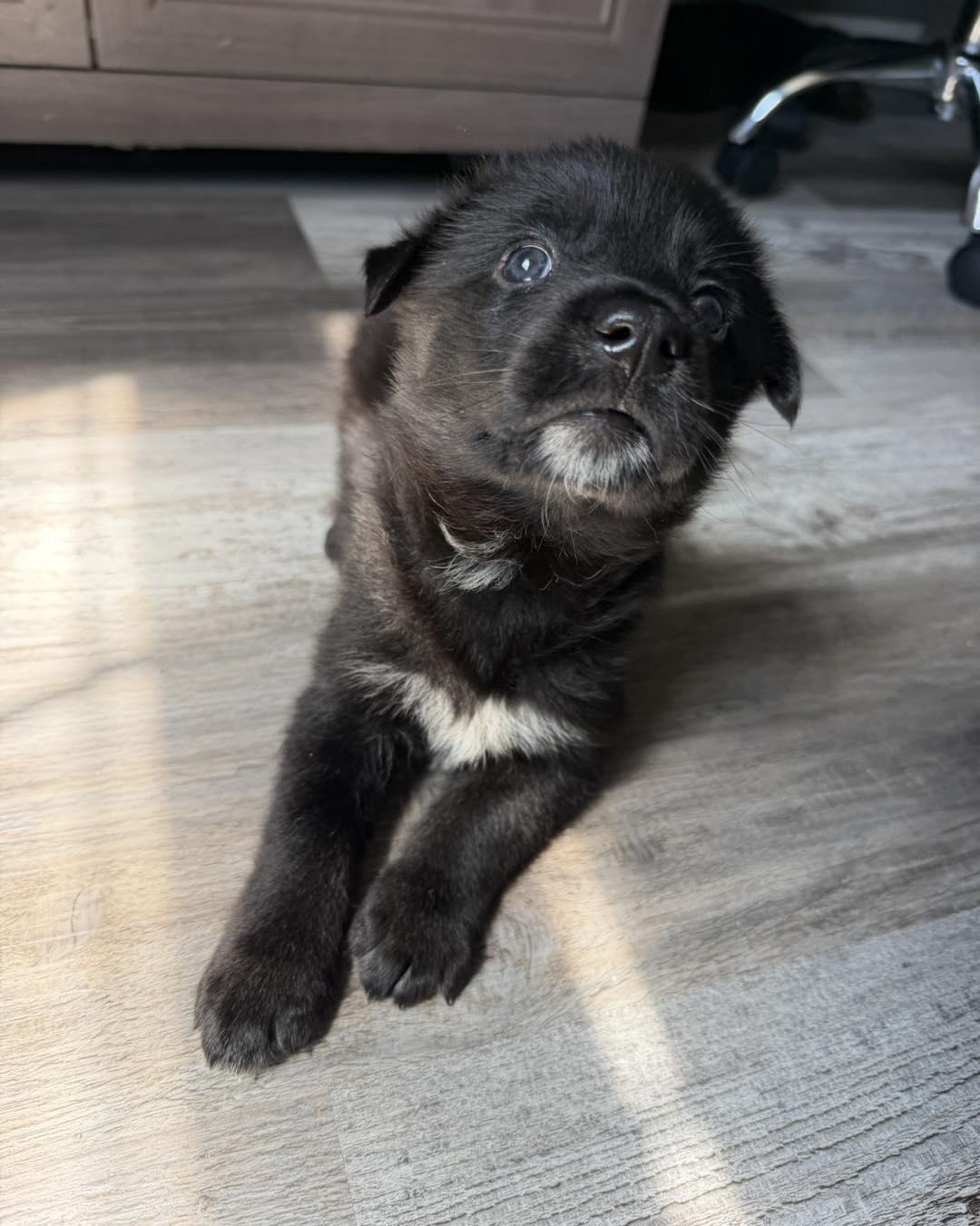 Neutrina, adopted, Young Female German Shepherd Dog & Labrador Retriever.