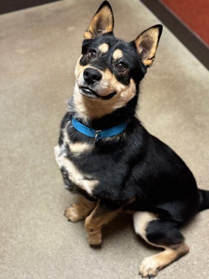 Alexander, ADOPTABLE, Adult Male German Shepherd Dog.