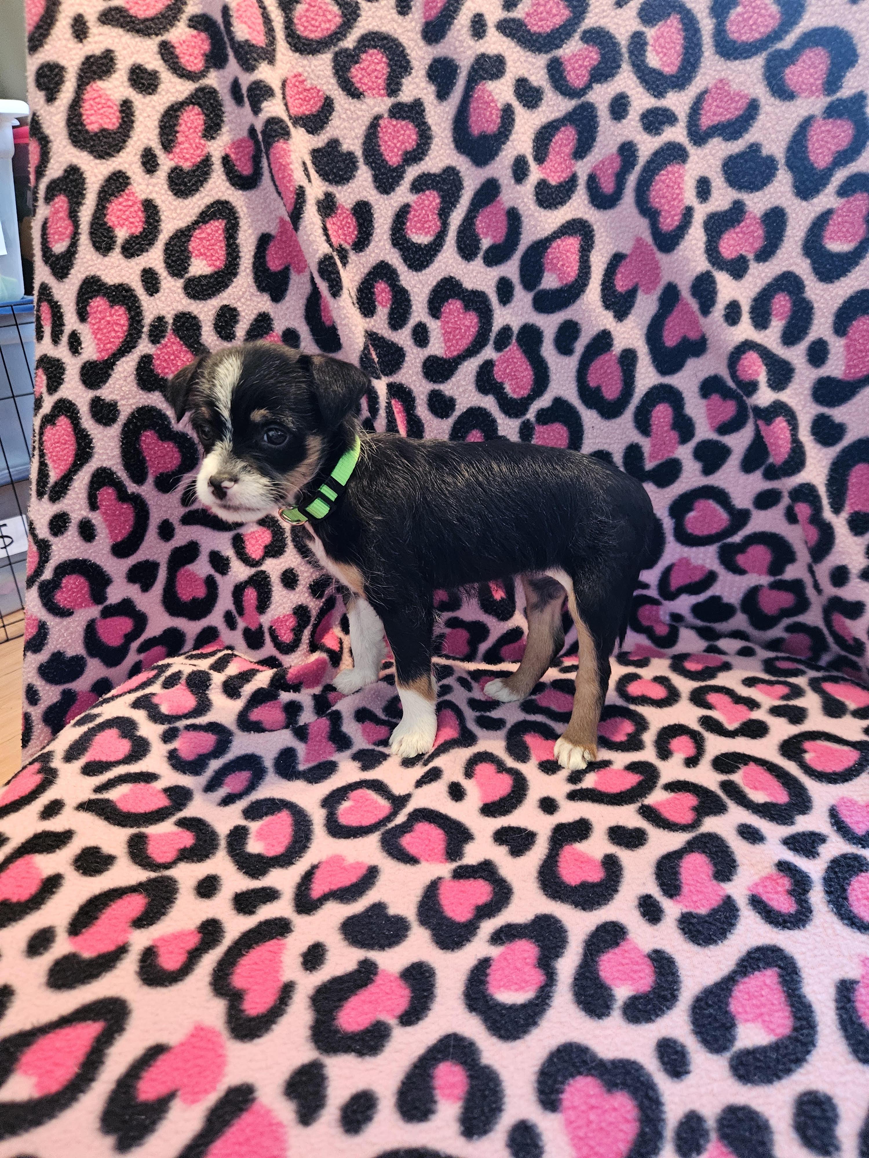 Feist puppies, ADOPTABLE, Puppy Female Feist.