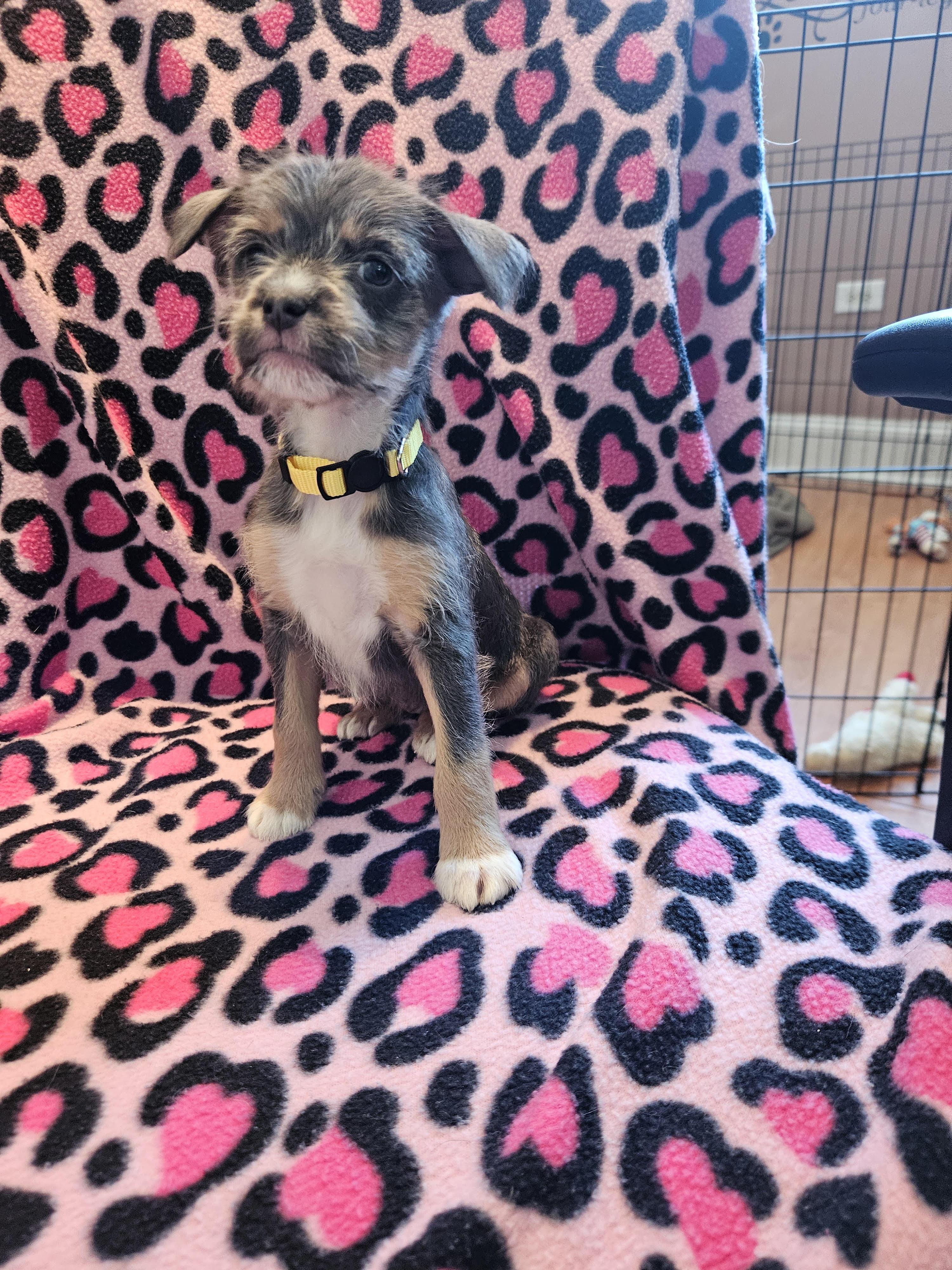 puppies, ADOPTABLE, Puppy Female Miniature Schnauzer & Feist.