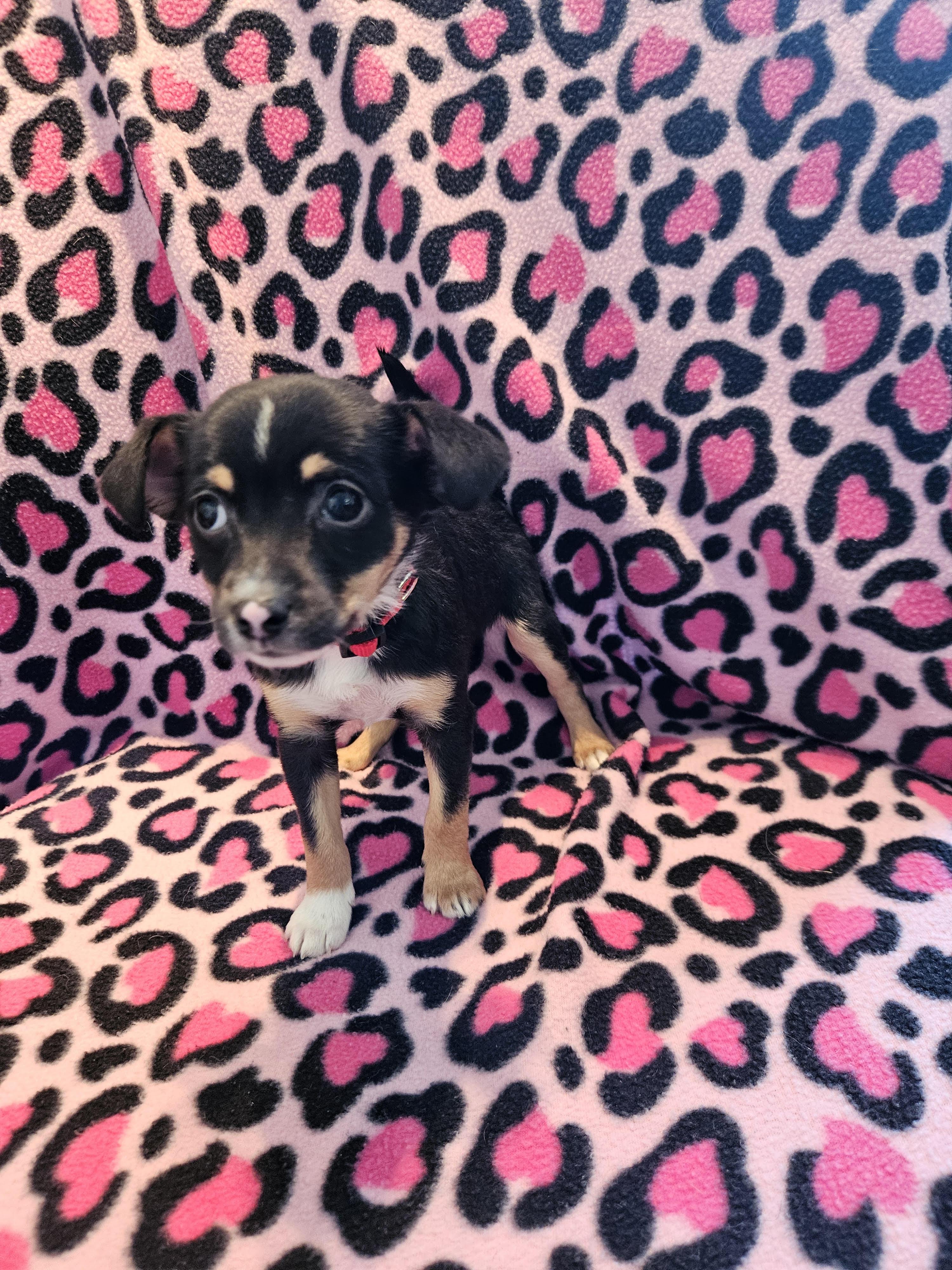 Enlarge Feist puppies, a ADOPTABLE Feist in Greensboro, NC image 3/4