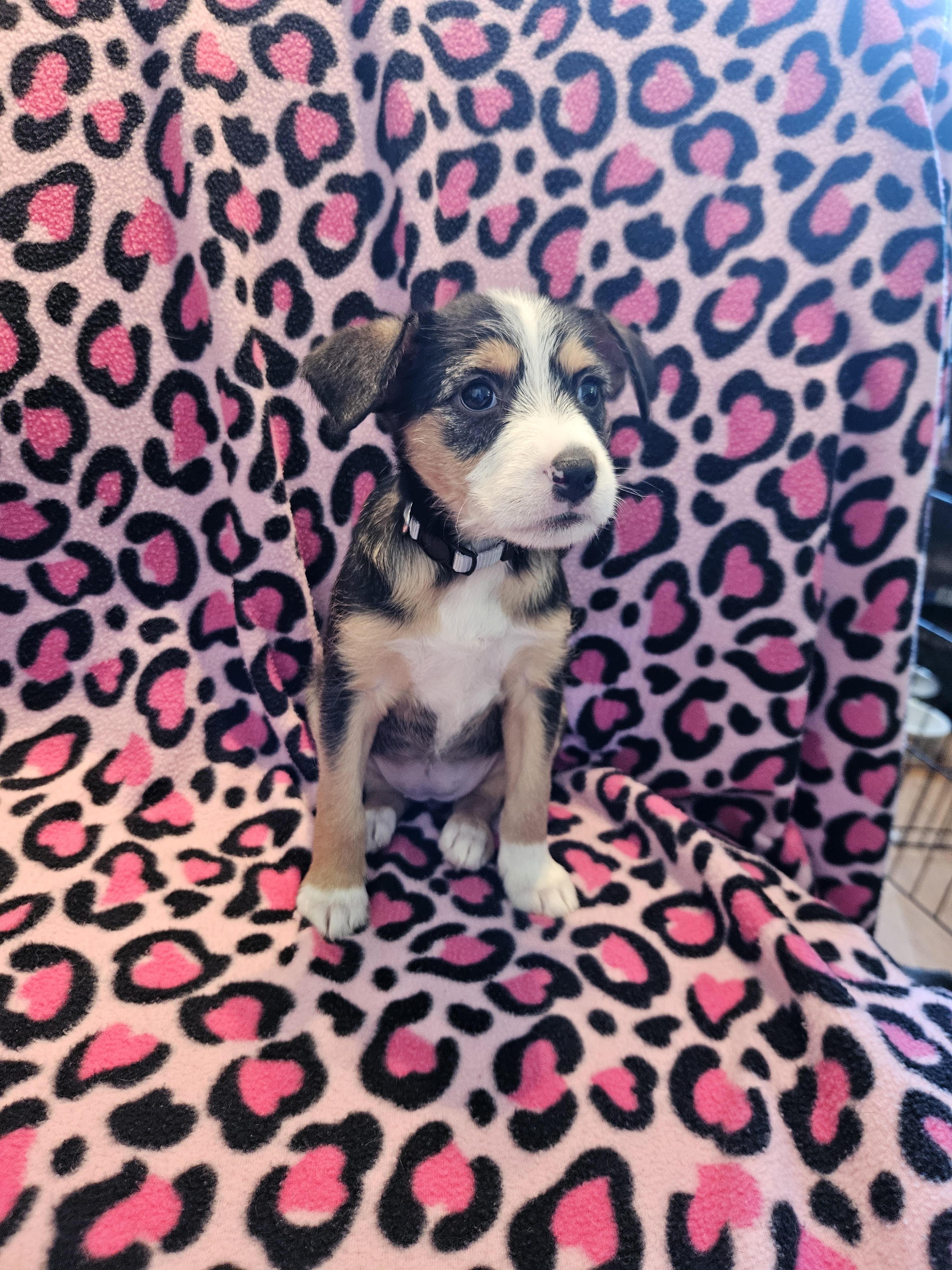 Enlarge Feist puppies, a ADOPTABLE Feist in Greensboro, NC image 2/4