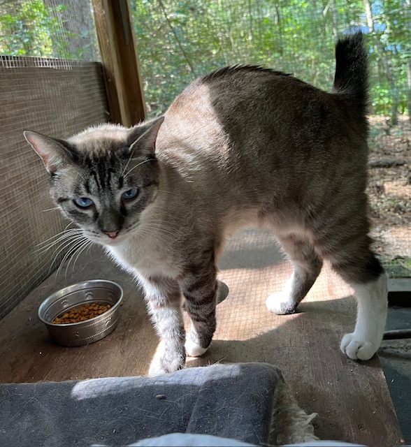 Cody Snowshoe Bobtail, Adult Male unknown