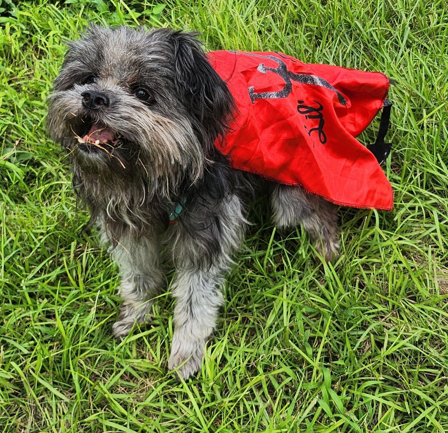 James 3900, Adoptable, Adult Male Shih Tzu.