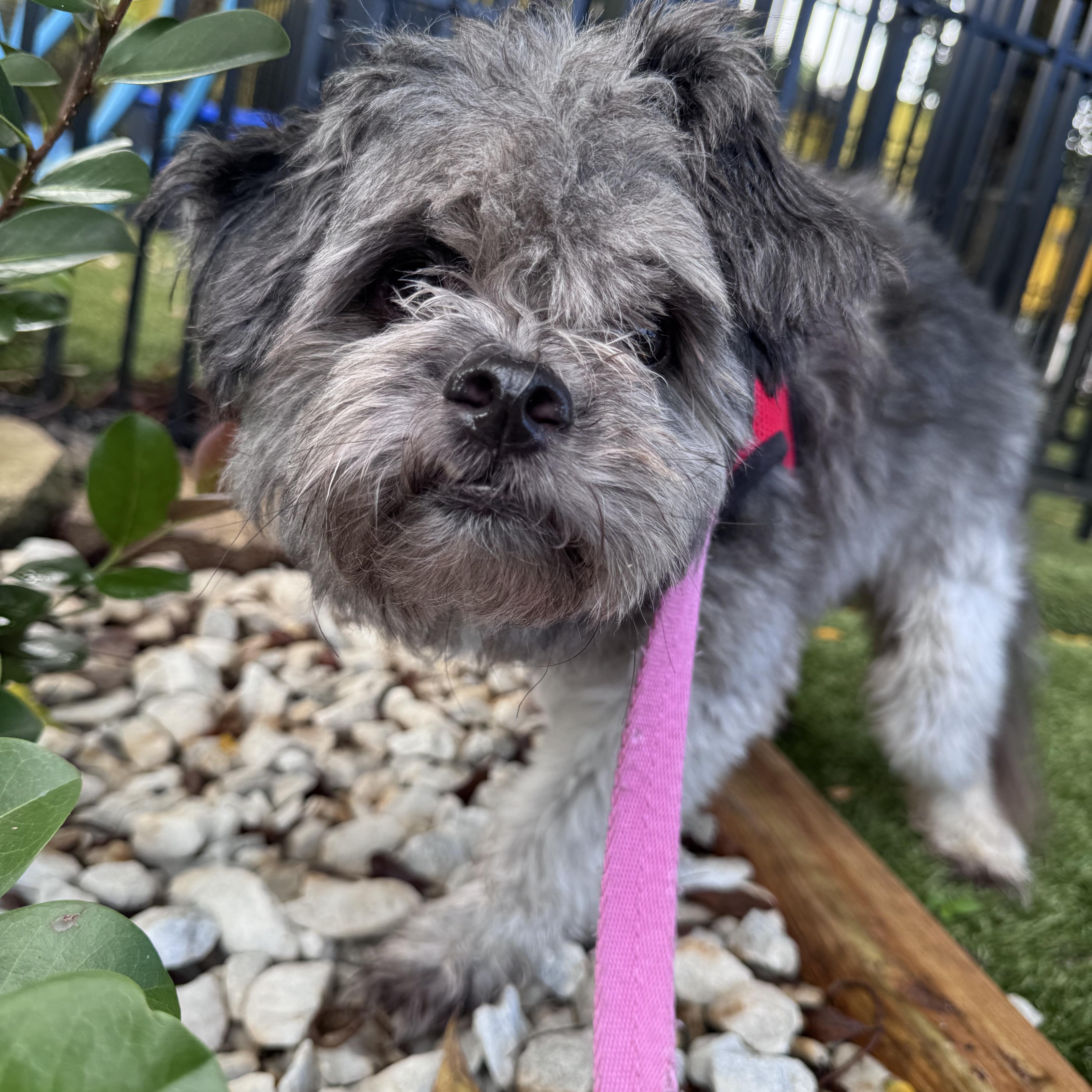 James 3900, Adoptable, Adult Male Shih Tzu.