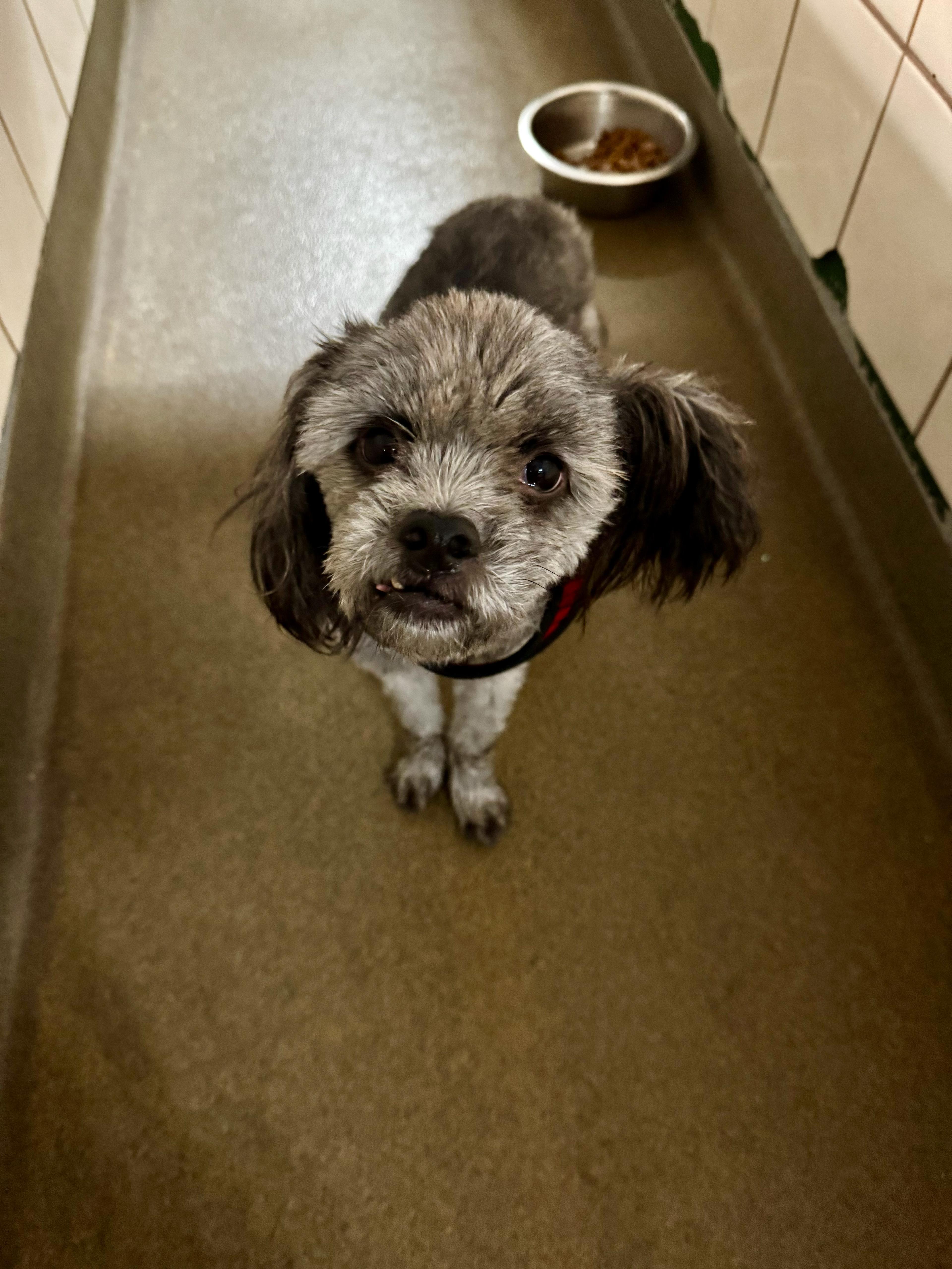 Enlarge James, a Adoptable mixed breed in Boca Raton, FL image 2/2