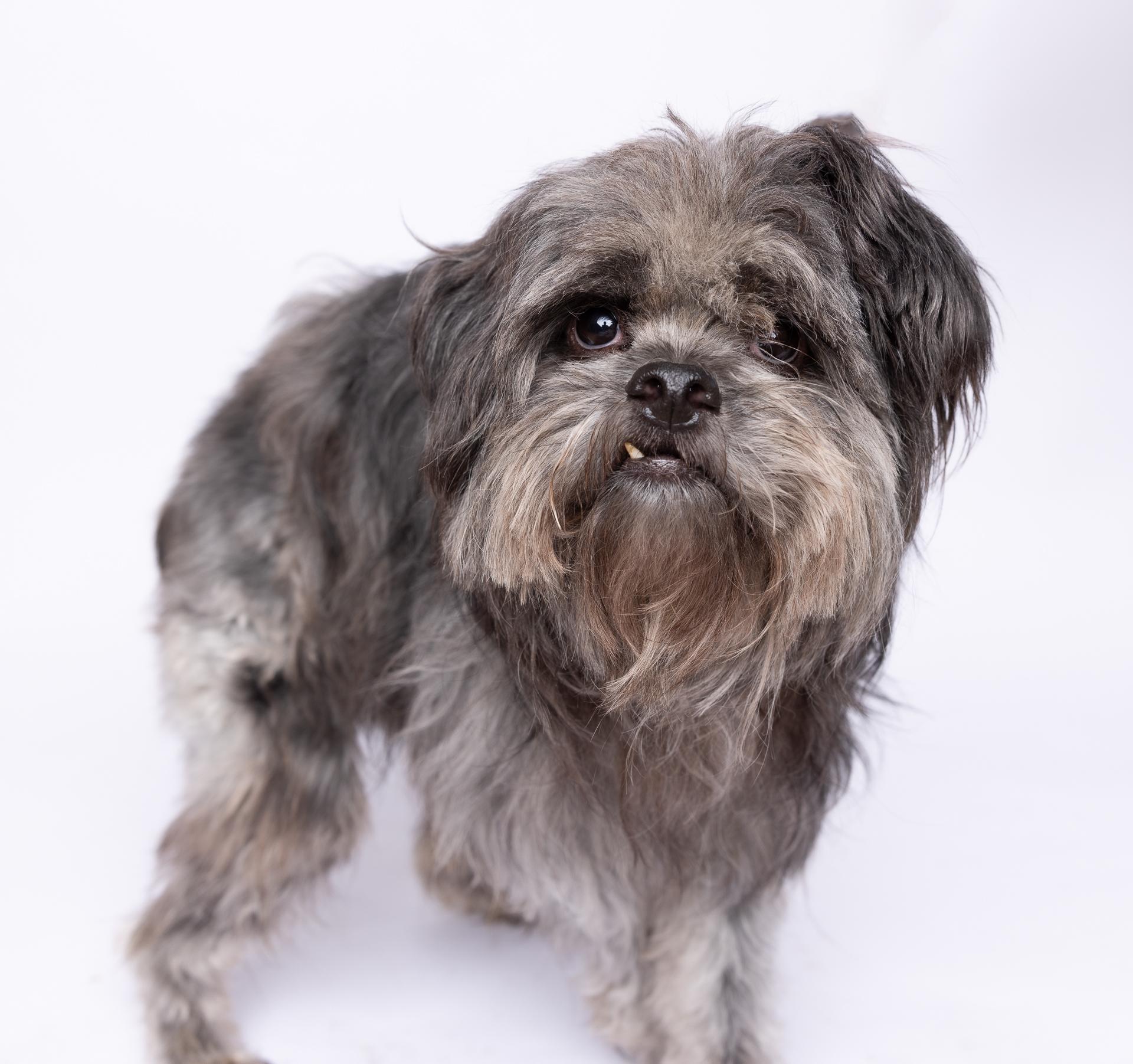 James, Adoptable, Young Male Terrier.