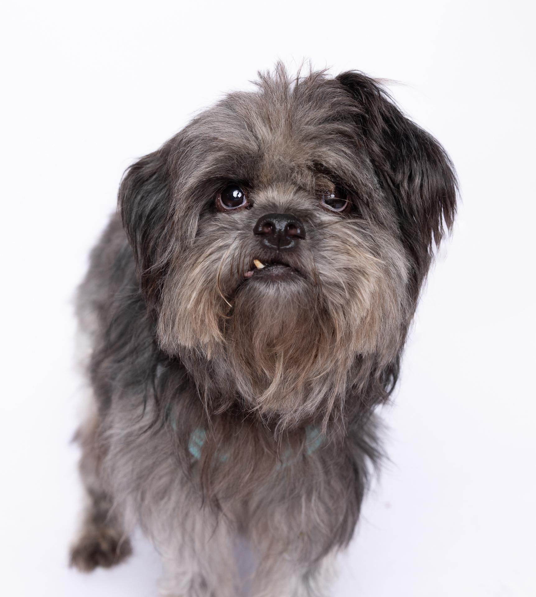 James 3900, a Adoptable mixed breed in Boca Raton, FL image 2/3