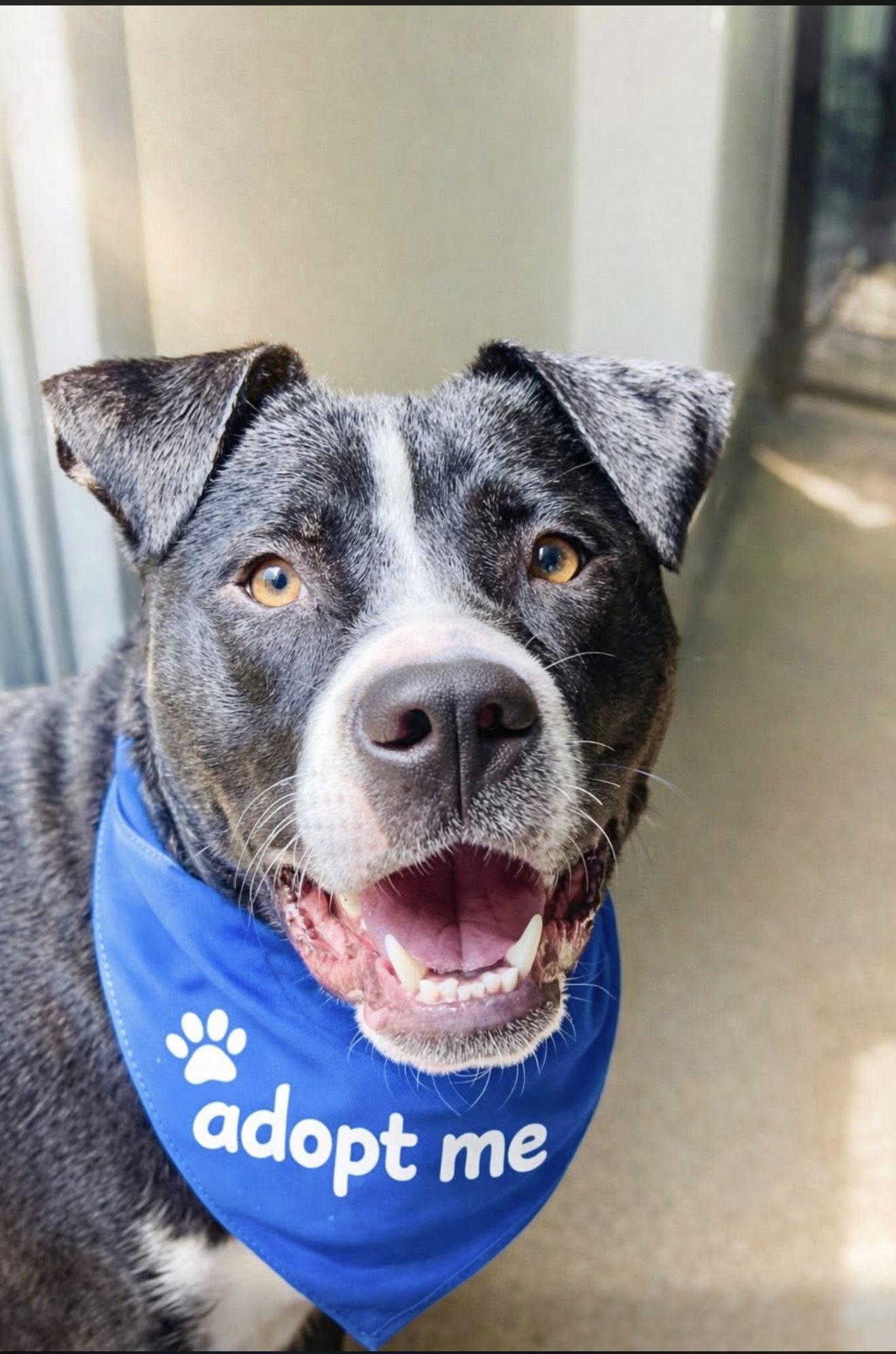 Enlarge Buckwheat, a Adoptable mixed breed in Euless, TX image 1/3