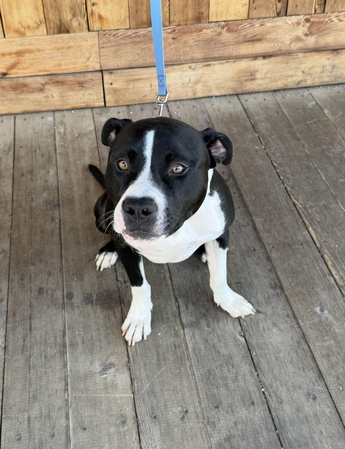Enlarge Buckwheat, a Adoptable mixed breed in Euless, TX image 1/3