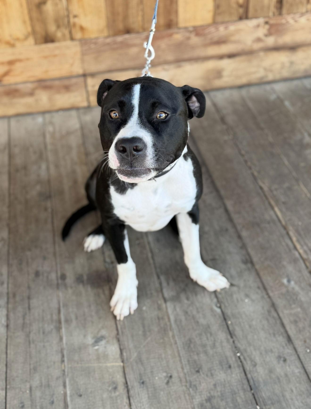 Enlarge Buckwheat, a Adoptable mixed breed in Euless, TX image 2/3