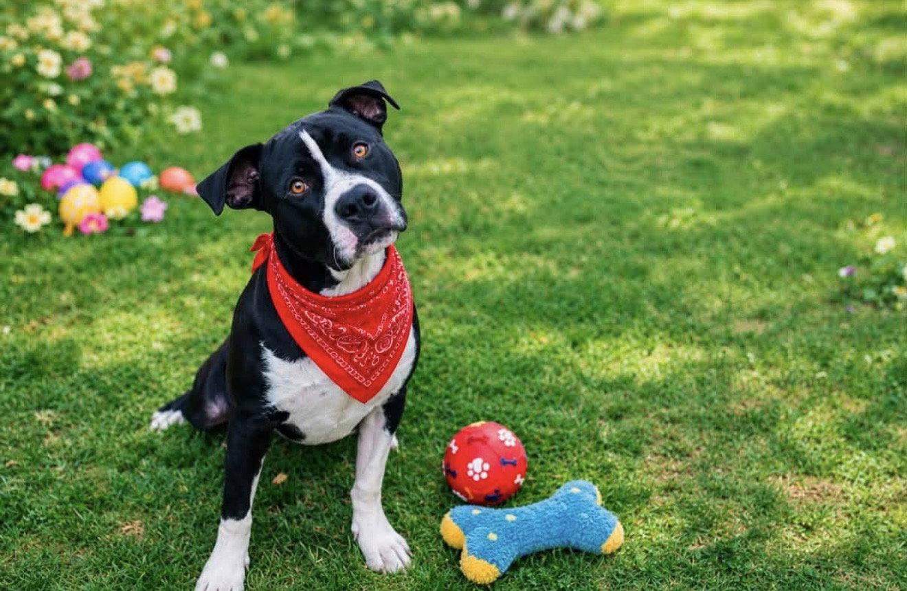 Buckwheat, Adoptable, Adult Male Terrier & Hound.