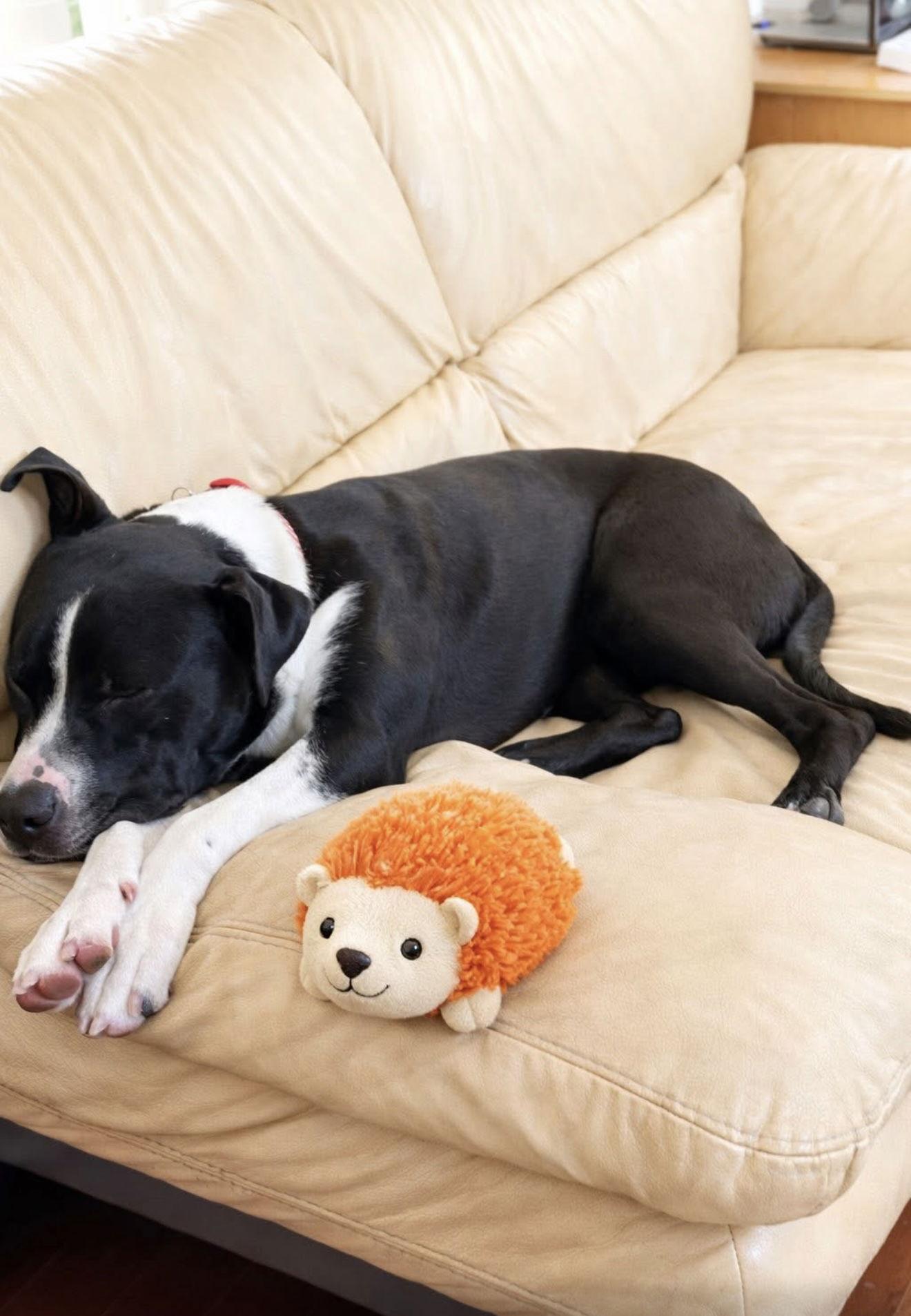 Enlarge Buckwheat, a Adoptable mixed breed in Euless, TX image 2/3