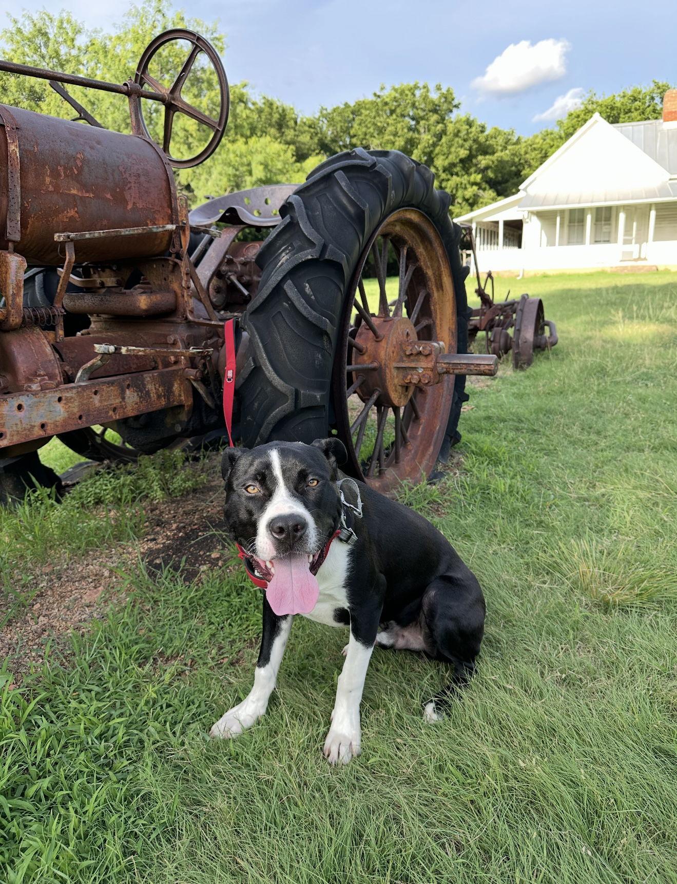 Enlarge Buckwheat, a Adoptable mixed breed in Euless, TX image 3/3