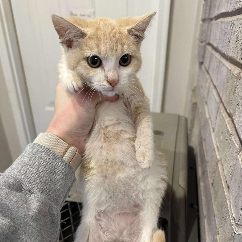 Lady Marmalade, Adoptable, Young Female Domestic Short Hair.