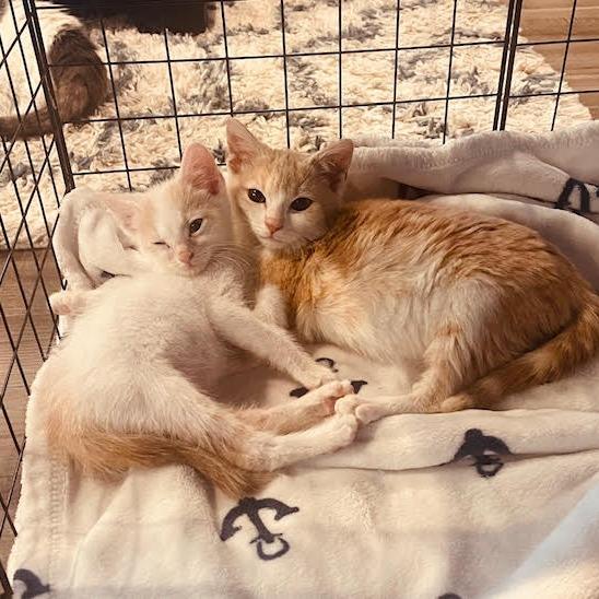 Enlarge Lady Marmalade, a Adoptable Domestic Short Hair in Madison, WI image 2/5