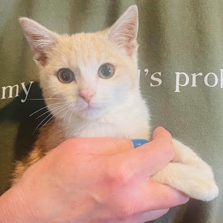 Enlarge Lady Marmalade, a Adoptable Domestic Short Hair in Madison, WI image 3/5