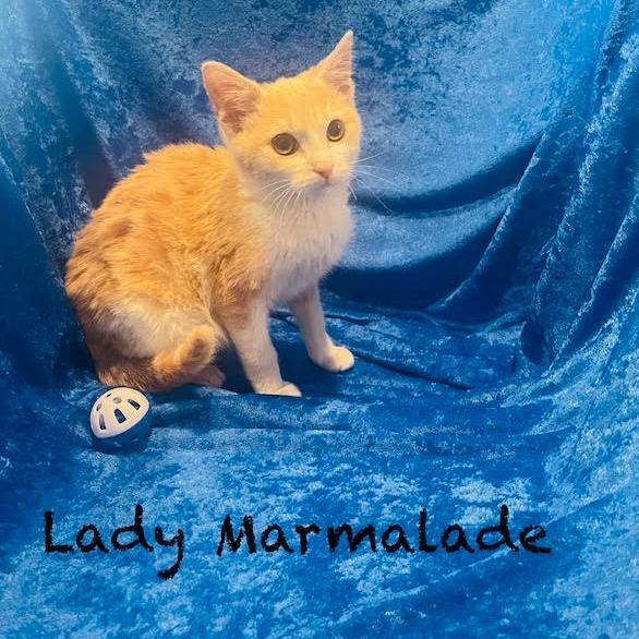 Enlarge Lady Marmalade, a Adoptable Domestic Short Hair in Madison, WI image 4/5