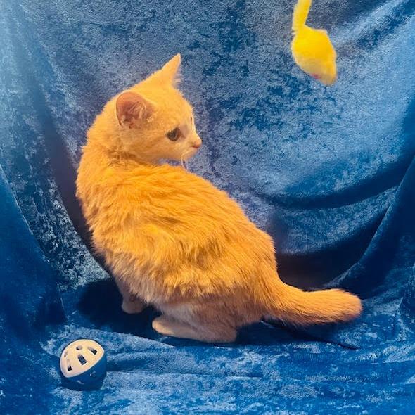 Enlarge Lady Marmalade, a Adoptable Domestic Short Hair in Madison, WI image 5/5