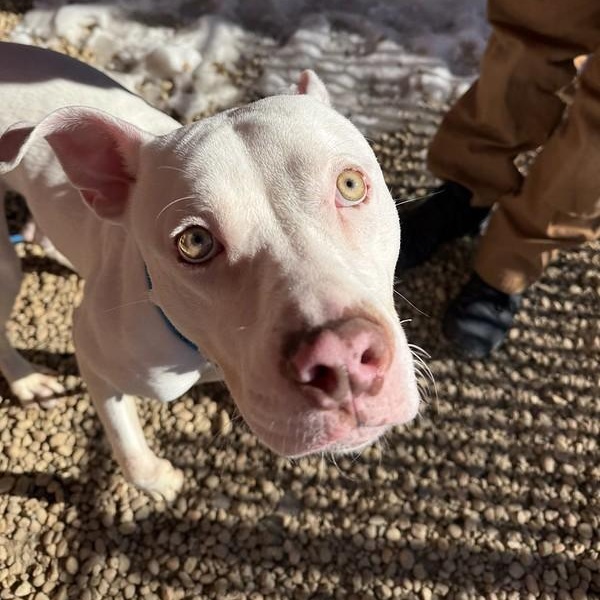 May, ADOPTABLE, Adult Female Pit Bull Terrier.