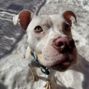 May, a ADOPTABLE Pit Bull Terrier in Chester, PA image 2/5