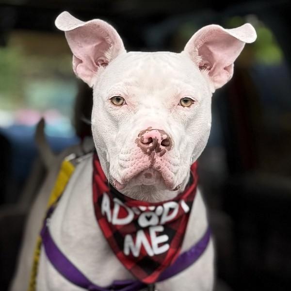 May, a ADOPTABLE Pit Bull Terrier in Chester, PA image 1/6