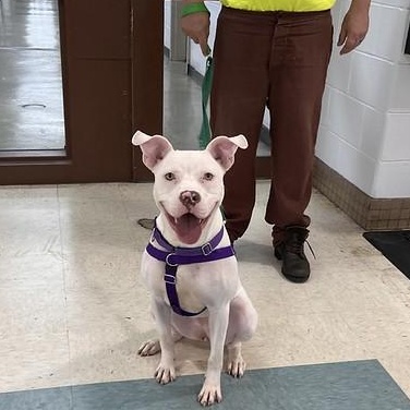 Enlarge May, a ADOPTABLE Pit Bull Terrier in Chester, PA image 1/6