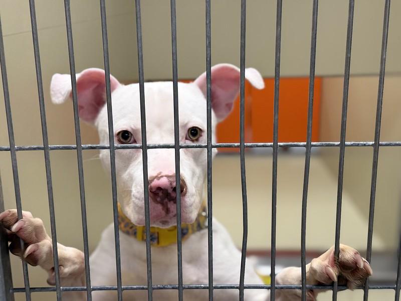 May, a ADOPTABLE Pit Bull Terrier in Chester, PA image 4/5