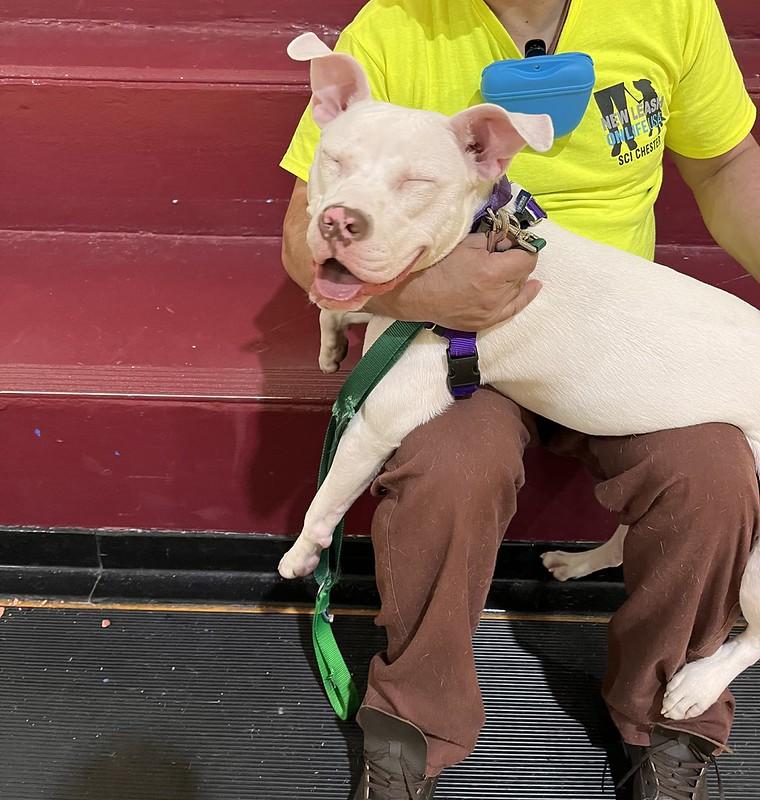 Enlarge May, a ADOPTABLE Pit Bull Terrier in Chester, PA image 2/6