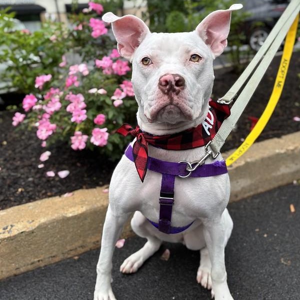 May, a ADOPTABLE Pit Bull Terrier in Chester, PA image 2/6