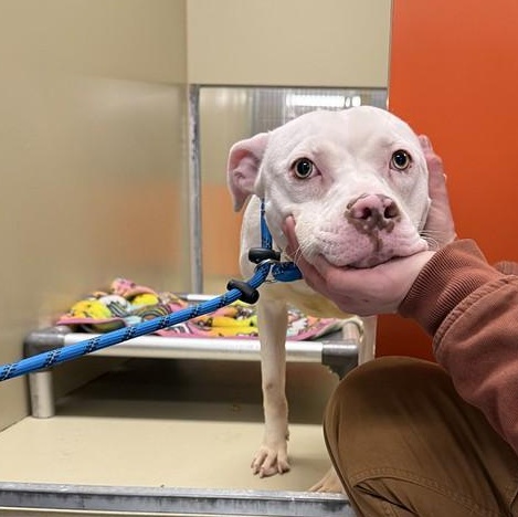 May, a ADOPTABLE Pit Bull Terrier in Chester, PA image 3/5