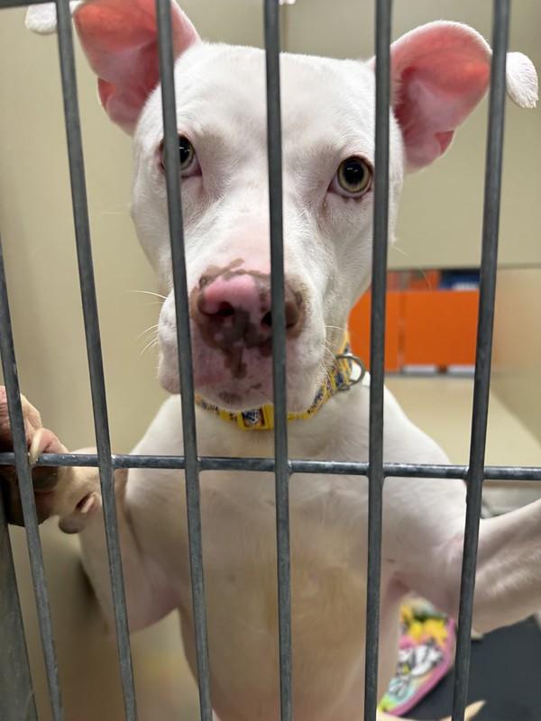 May, a ADOPTABLE Pit Bull Terrier in Chester, PA image 5/5