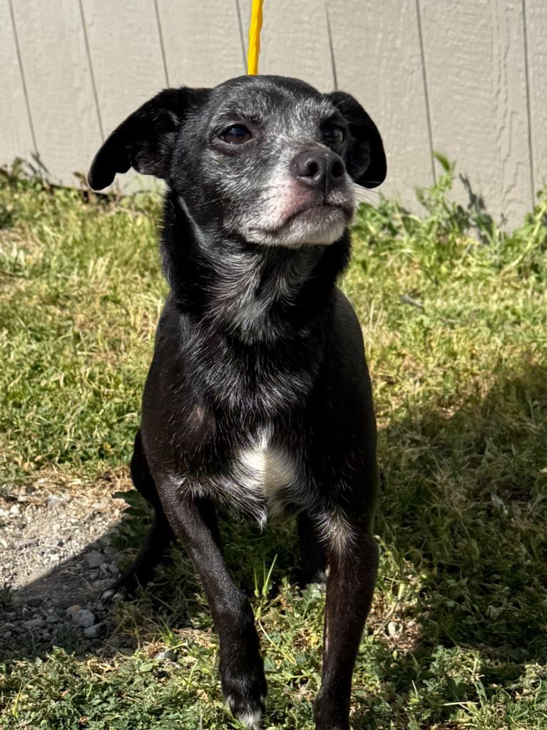 Colt, Adoptable, Senior Male Terrier & Mixed Breed.