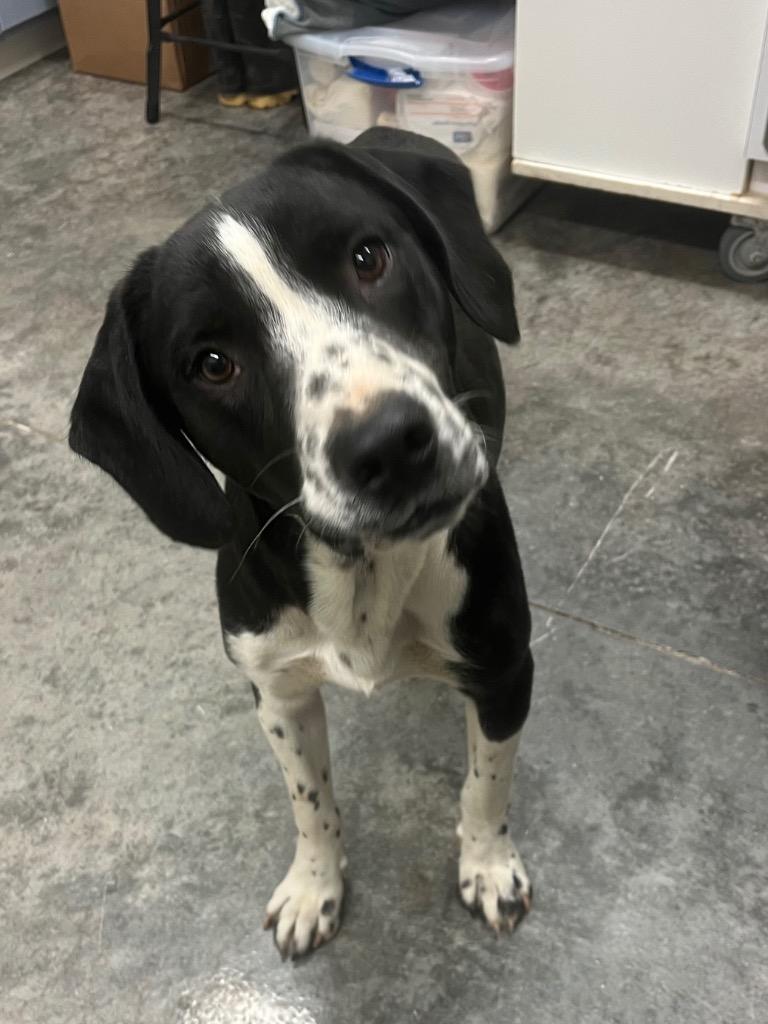 Terry, Adoptable, Young Male Pointer & Mixed Breed.