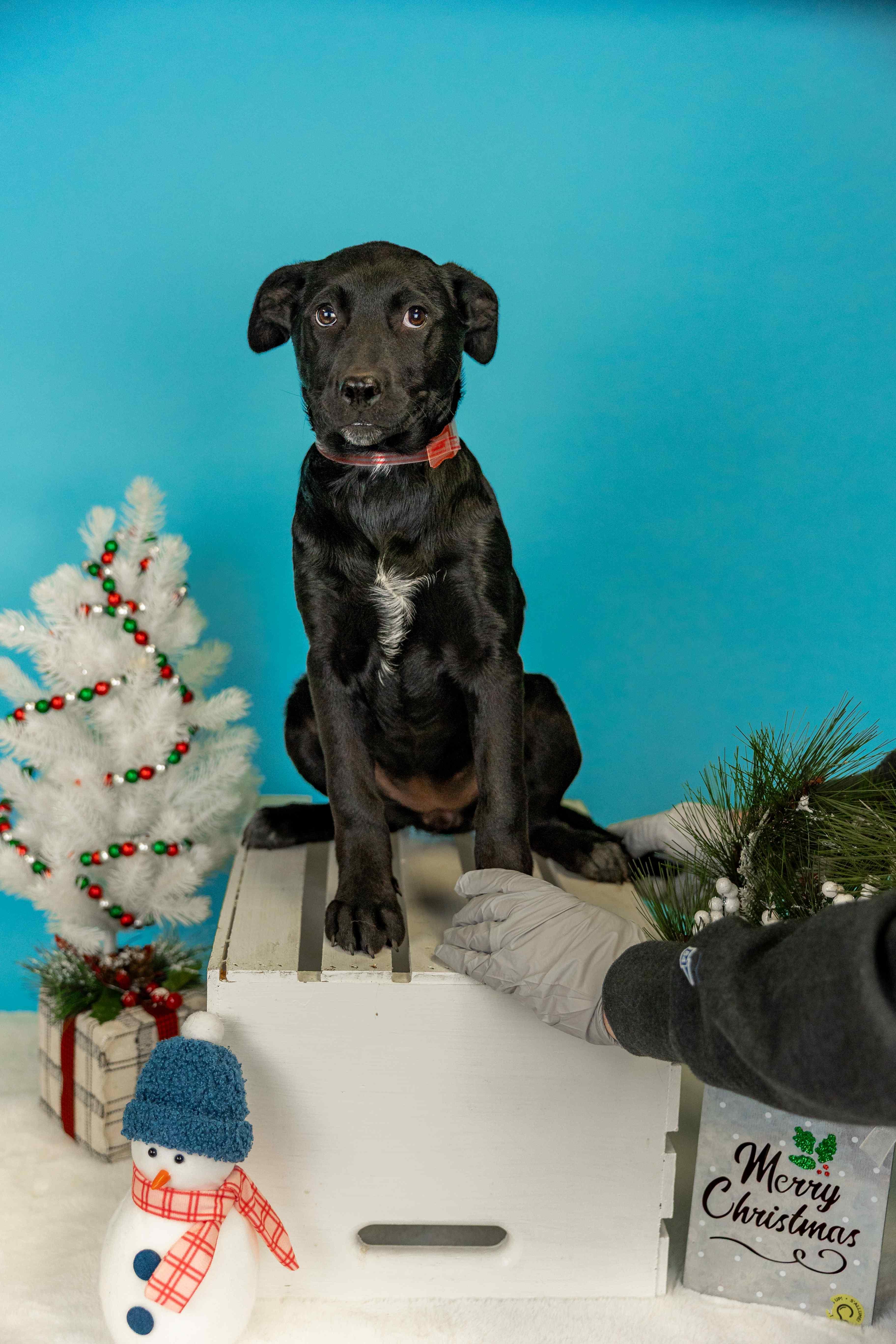1075-25, ADOPTABLE, Young Female Labrador Retriever.