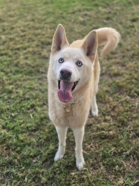 EGG NOG, Adoptable, Adult Male Siberian Husky.