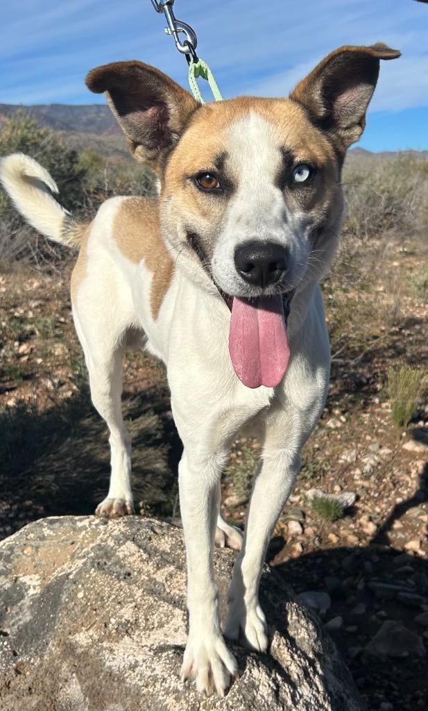Gavin, Adoptable, Adult Male Cattle Dog.