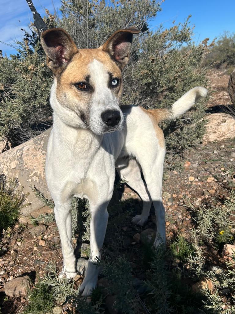 Enlarge Gavin, a Adoptable mixed breed in Cottonwood, AZ image 2/2