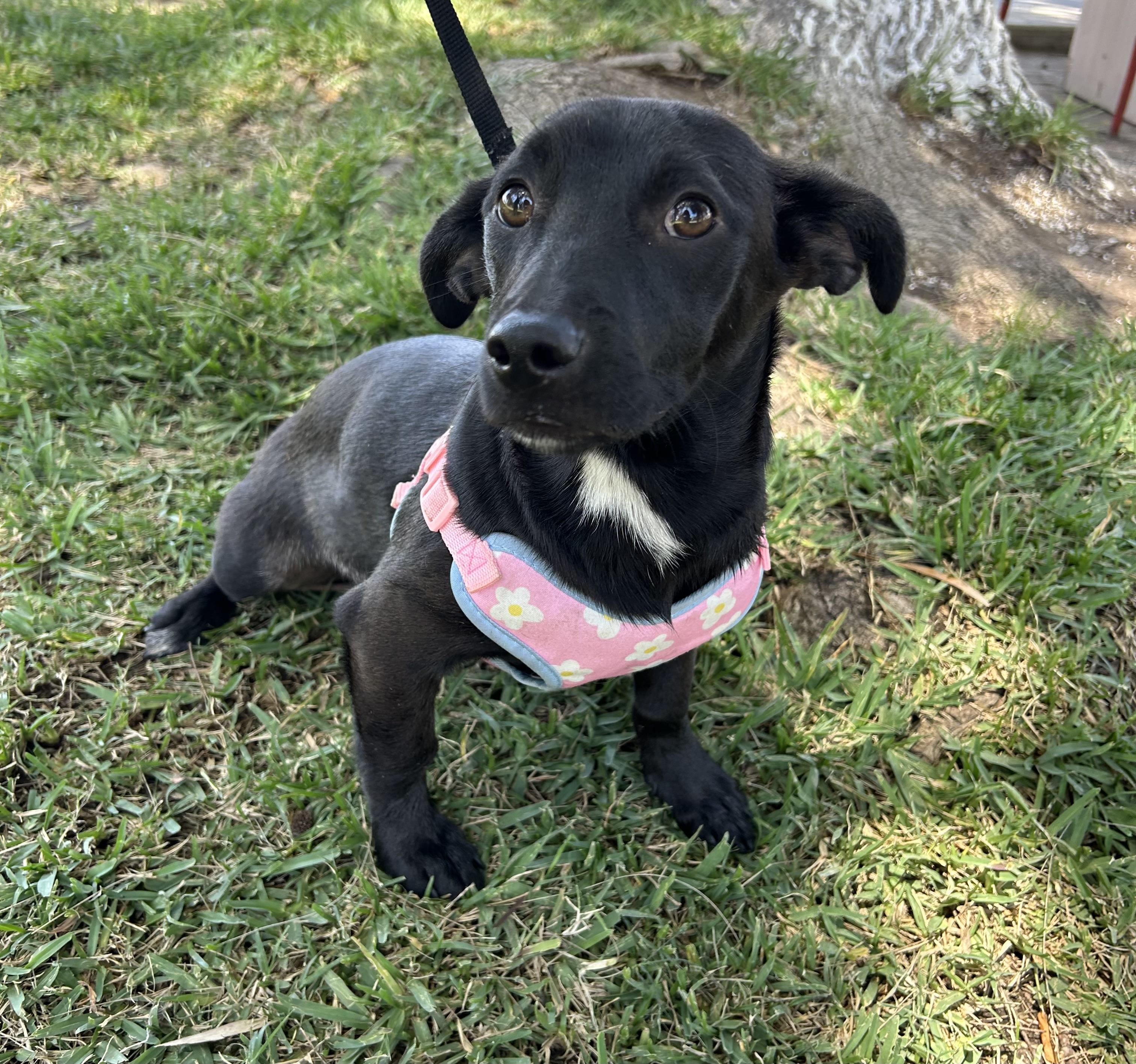 AISHA, ADOPTABLE, Young Female Dachshund.