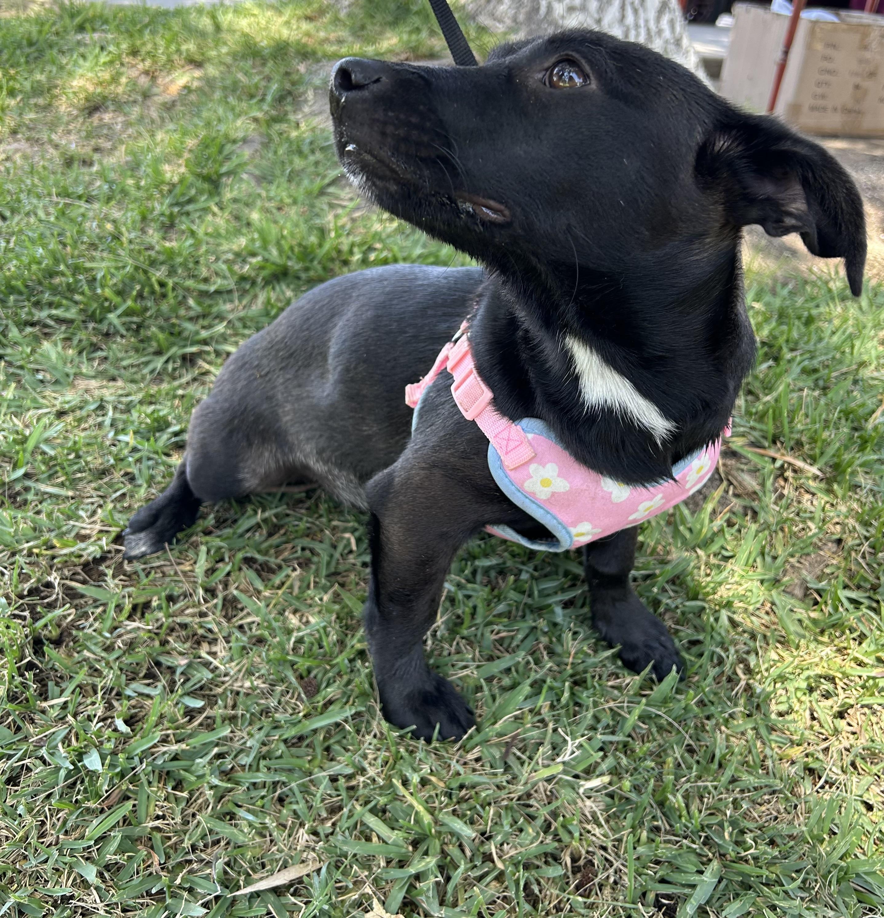 Enlarge AISHA, a ADOPTABLE mixed breed in Bell Gardens, CA image 2/6