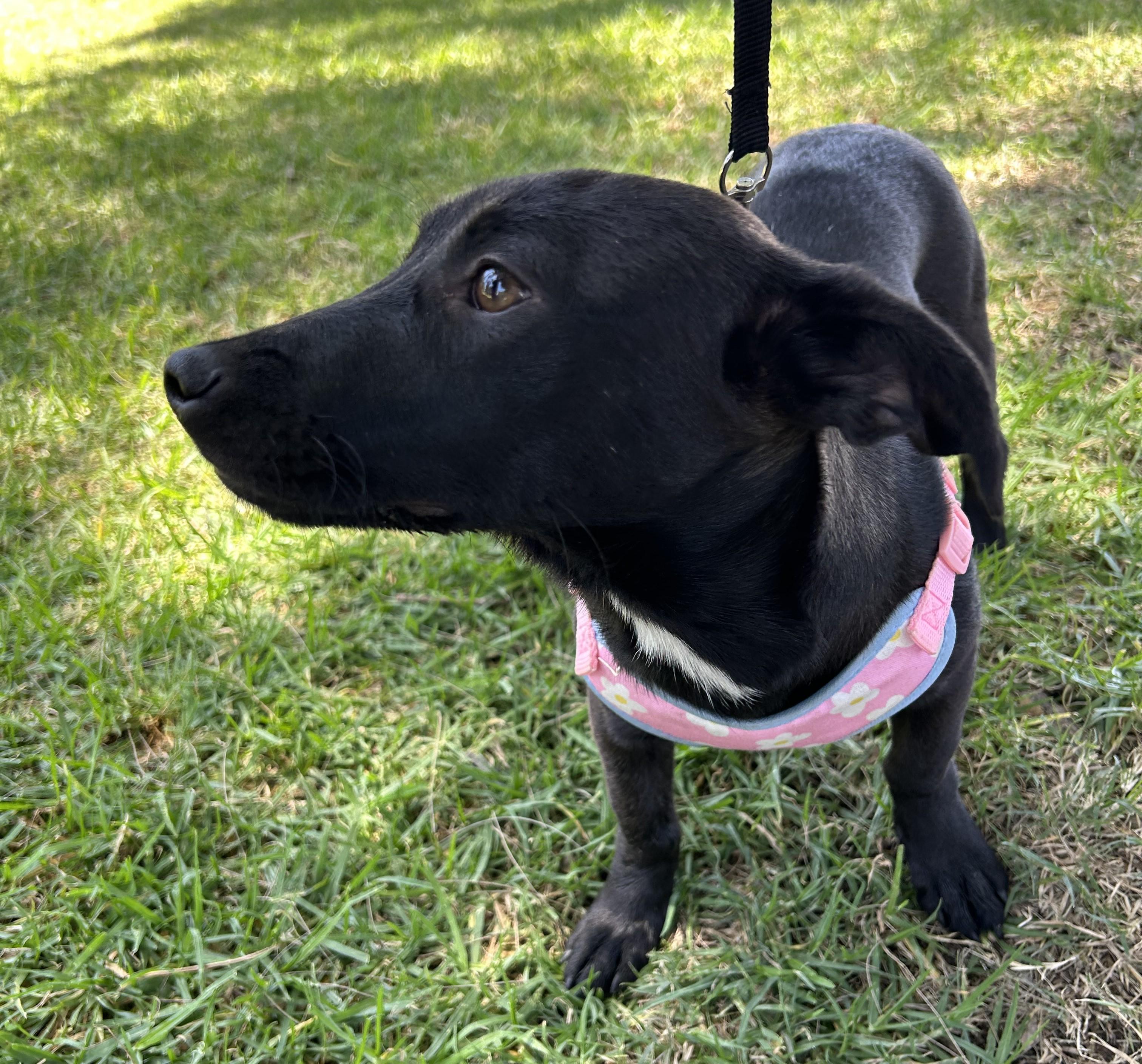 Enlarge AISHA, a ADOPTABLE mixed breed in Bell Gardens, CA image 5/6