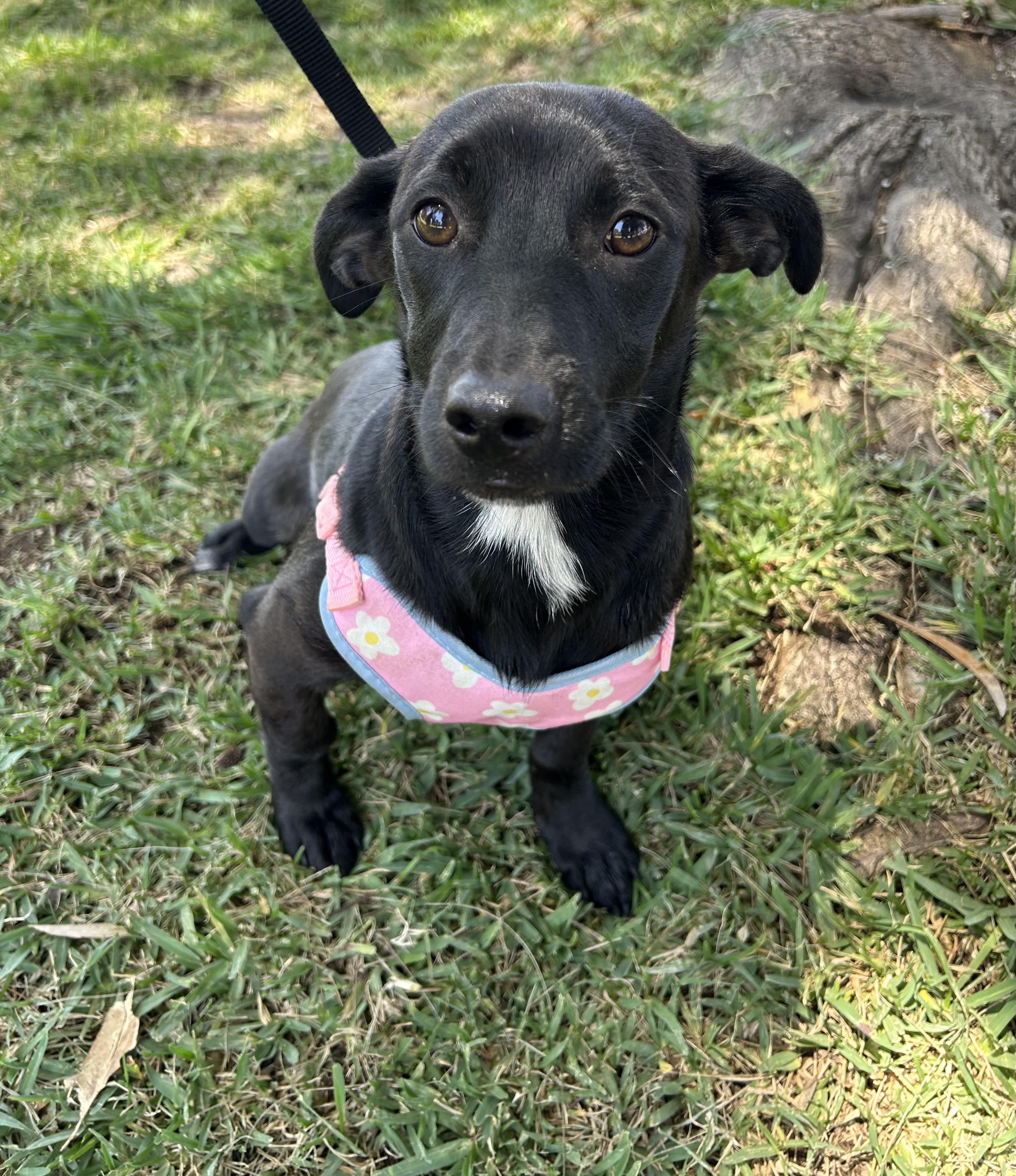 Enlarge AISHA, a ADOPTABLE mixed breed in Bell Gardens, CA image 3/6