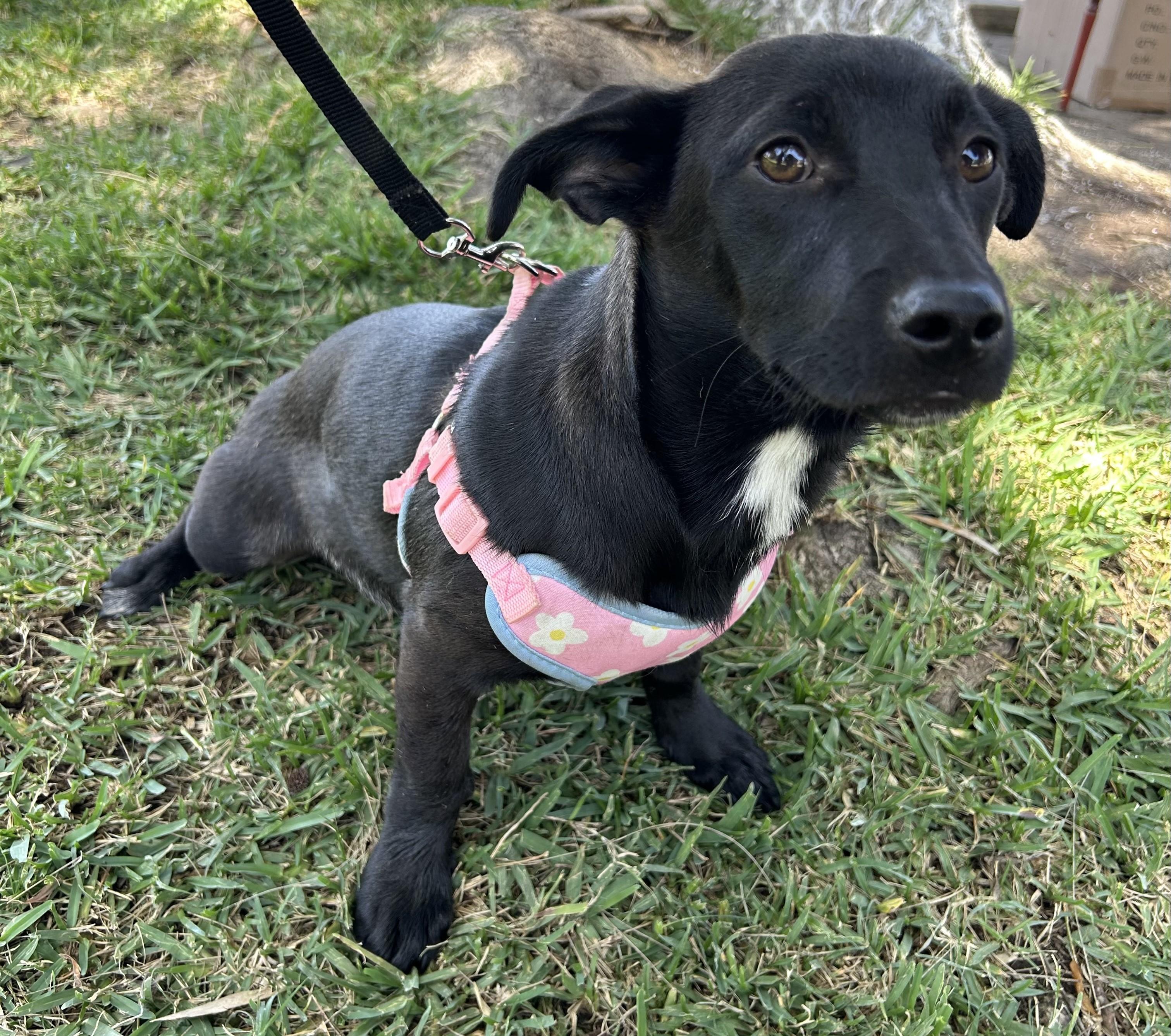 Enlarge AISHA, a ADOPTABLE mixed breed in Bell Gardens, CA image 4/6