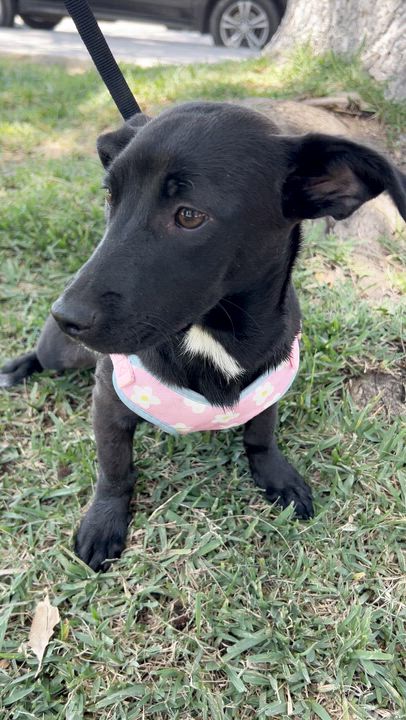 Enlarge AISHA, a ADOPTABLE mixed breed in Bell Gardens, CA video 6/6