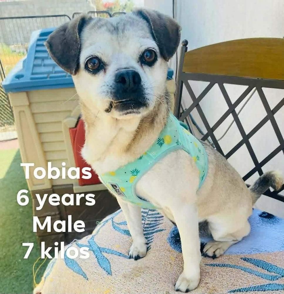 Enlarge Tobias, a Adoptable mixed breed in Cortez, CO image 1/1