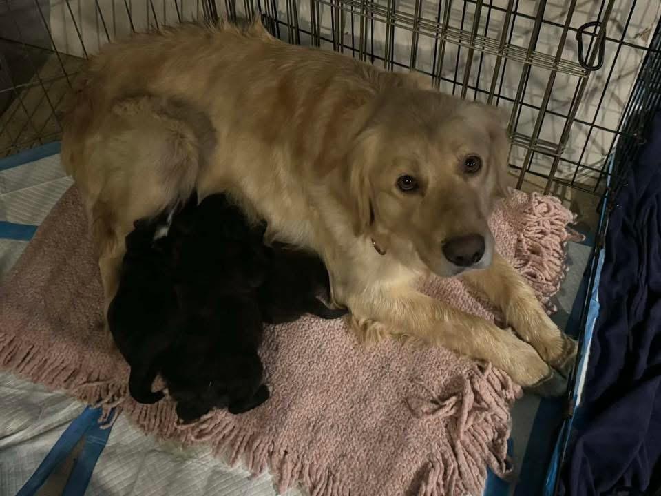 Enlarge Scissors, an adopted mixed breed in Indianapolis, IN image 4/4